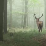Wild im Wald im Nebel