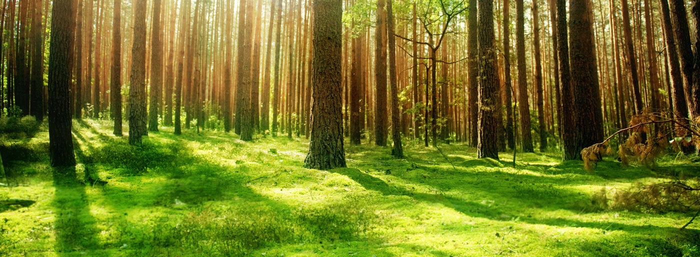 Ökologischer Waldschutz Zukunft Wald