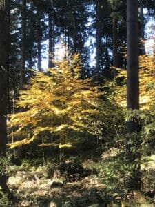 Laubbäume im Wolschart