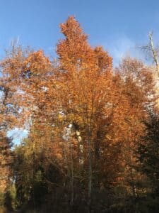 Laubbäume im Wolschart