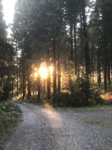 Ein Weg im Wolschart beim Sonnenuntergang