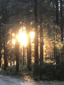 Bäume im Wolschartwald