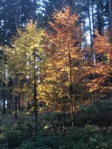 Junge Laubbäume im Wolschartwald