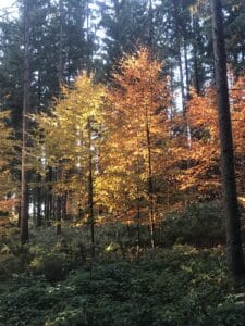 Junge Laubbäume im Wolschartwald