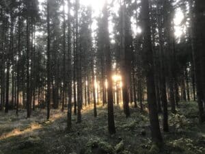 Sauberer Wald im Sonnenschein