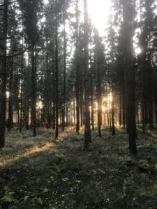 Sauberer Wald im Sonnenschein