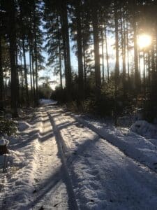 Ein Weg im Winter im Wolschartwald